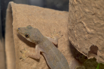 ハウスゲッコー