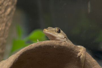 ハウスゲッコー