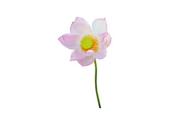 Lotus flower isolated on white background with Clipping Paths.