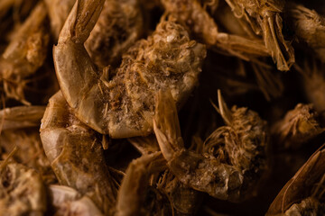 macro close up of Dry / dehydrated shrimp. selective focus