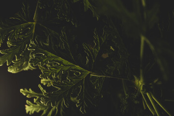 Fototapeta na wymiar Macro close up portrait of Citronella plant leave , studio lighting, selective focus