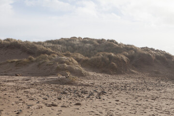 sandy dunes at beach