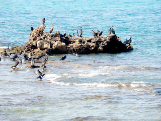 black sea cormorants on the rocks in the sea, selective focus