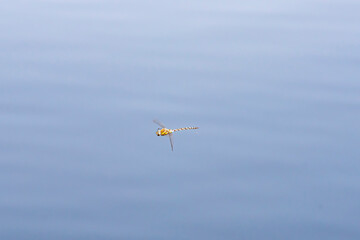 Dragonfly in the flight on the lake