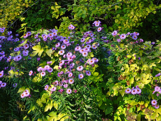 autumn small pink purple asters against the background of greenery, selective focus