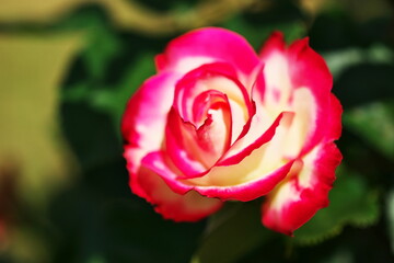 春の花壇を彩るきれいなバラ