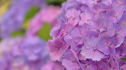雨上がりの紫陽花（Hydrangea）