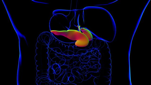 Human Gall Bladder Anatomy With Digestive System For Medical Concept