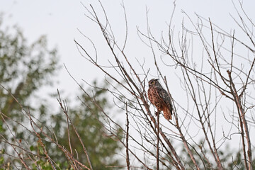 Great Horned Owl