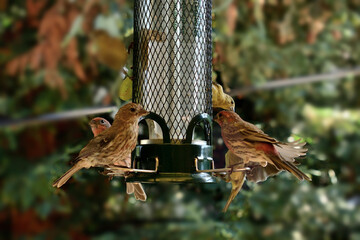 House Finch and Lesser Goldfinch fighting for space at the  bird feeder