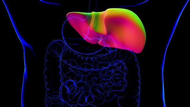 Human Liver Anatomy With Digestive System For Medical Concept