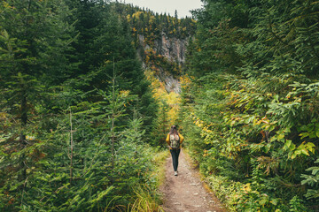 Autumn hike through nature. Hiker woman walking on trail path in forest of pine trees. Canada adventure travel tourist with backpack trekking in outdoors. - obrazy, fototapety, plakaty