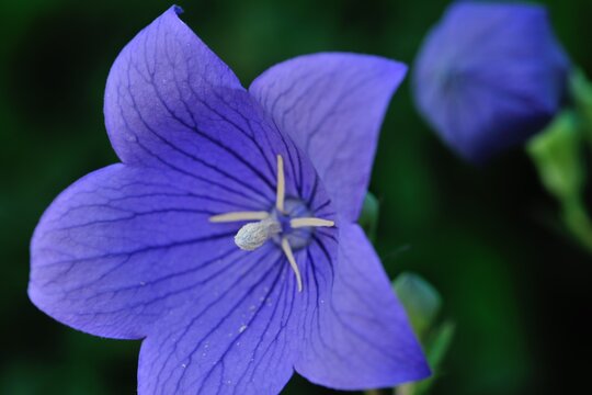 403 Best 紙風船 Images Stock Photos Vectors Adobe Stock