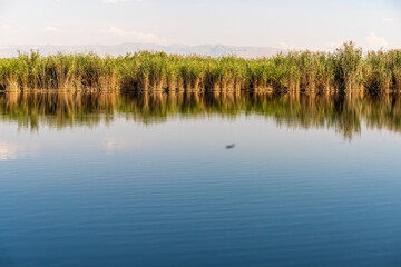 The view of a wetland reeds. Sultan sazligi in Kayseri