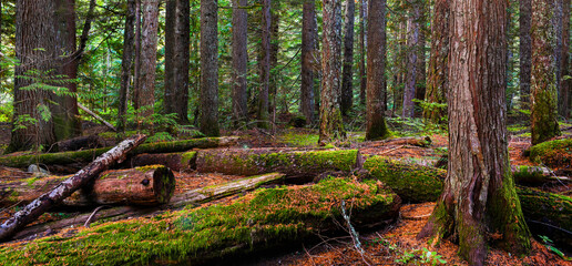 Rain forest in Vancouver , British Columbia, Canada, banner side