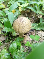 mushroom in the forest