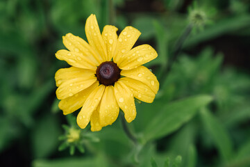 Yellow Rudbeckia Hirta also known as Black-eyed or Brown-eyed Susan