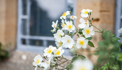 flowers blossoming in the spring