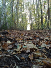 Forest, nature, life, season park