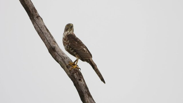 Common buzzard in tree UHD MP4 4k .