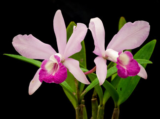 Pink Orchid Flowers