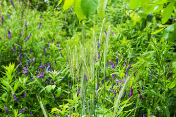 wheat and flowers