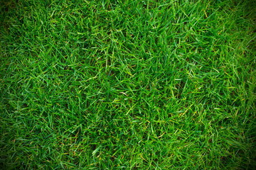 Green Park Grass Background with Vignette