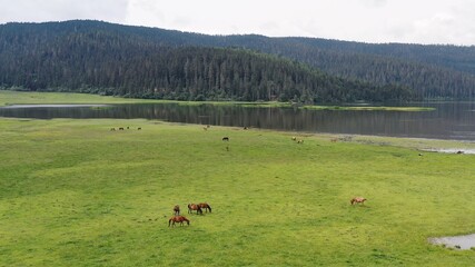 cows in a field