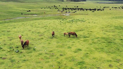cows in a field