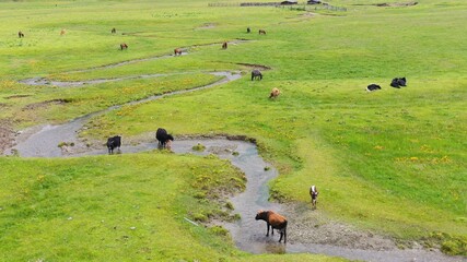 cows in a field