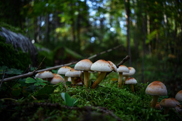 mushrooms in the forest
