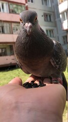 pigeon in hand