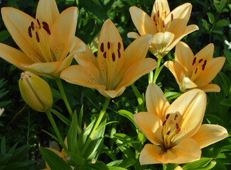 
beautiful yellow lilies grow in the garden on a summer day