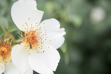 flowers blossoming in the spring
