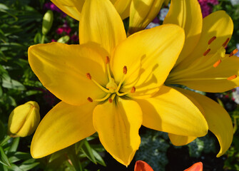 
beautiful yellow lily growing in the garden in summer