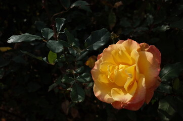 Yellow blend Flower of Rose 'Rio Samba' in Full Bloom
