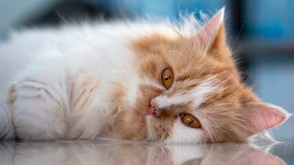 The faces of a Persian cat lying on the floor