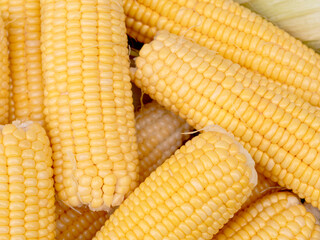 Top-view group freshness seeds of sweet corn on the table