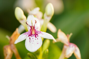 Macro photo of white and purple orchid flower in the garden, close up photo of white purple orchid flower.