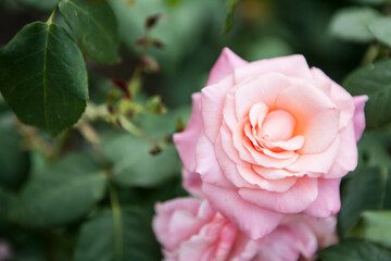flowers blossoming in the spring