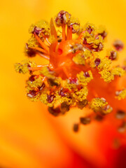 Fototapeta na wymiar Macro photo of pollens of red yellow hibiscus flower, extreme close up of yellow and red hibiscus flower pollens.