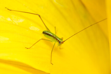 Macro photo of a baby green grasshopper with long legs on a yellow hibiscus flower petal, extreme photo of a long legged nymph.