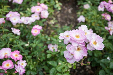 flowers blossoming in the spring