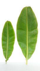 Banana leaves, green pair, big small on white background.