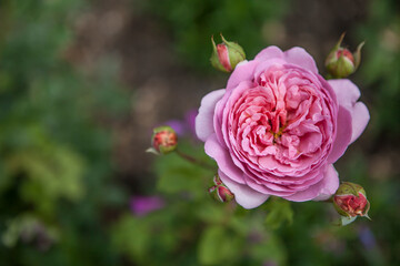 flowers blossoming in the spring