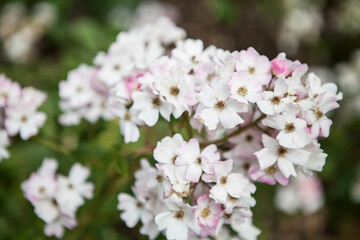 flowers blossoming in the spring