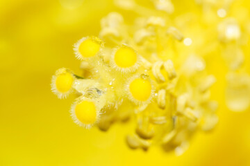 Macro photo of water drops on yellow hibiscus pollens after the rain, extreme close up photo of yellow hibiscus flower pollens.