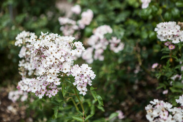 flowers blossoming in the spring