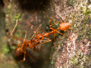 Ant kiss, macro photo of fire ants kissing each other on a tree, close up photo of kissing ants.