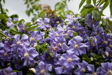 flowers blossoming  in the spring